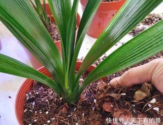 土壤|开春换土少了这一步,根系受损更严重,还不如不换