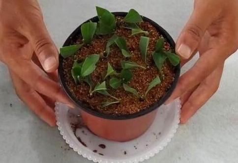  『大白』扦插茉莉？趁现在！掐个大枝捂上30天，大白根，水嫩嫩，满花苞