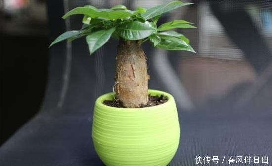 网带:过年送人什么花好盆栽?考拉园艺网带你了解过年如何送人盆栽