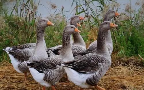  全身：全身是宝，养一只就赚1000元，目前养的人不多