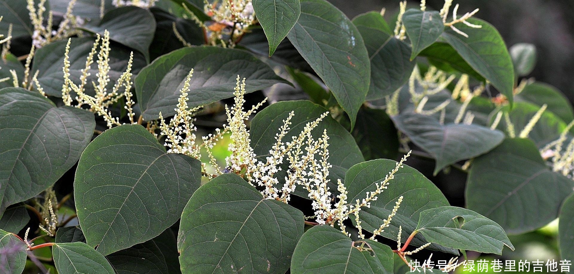  「中国」日本虎杖是一种很强的入侵植物，为什么没有在中国造成