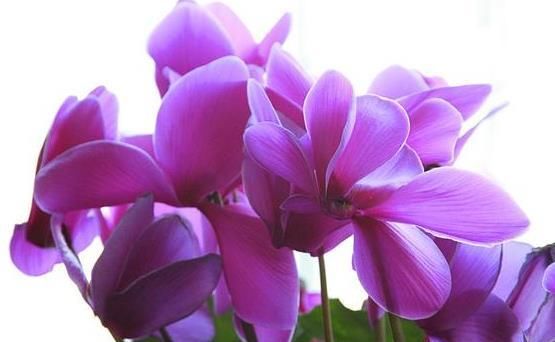 喜欢菊花的,来自盆栽“花中珍品”的仙客,株型美丽,花艳丽