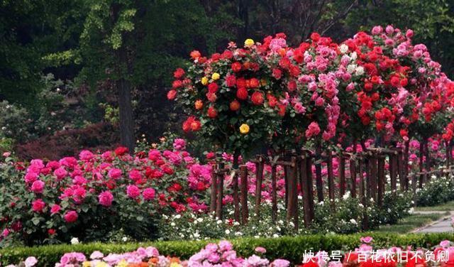 「种植」我国最美“花树”,一株开三色,见土就活,院子种一棵,满园春色