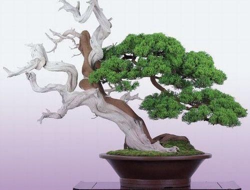 60例盆景树种，总有属于你的那棵（建议收藏）