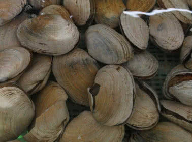 天然的“胰岛素”食物，坚持每天吃一点，让血糖悄悄降下来