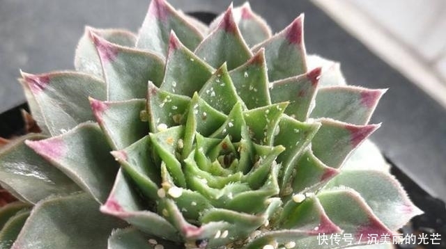  「密密麻麻」多肉生了蚧壳虫？密密麻麻头皮疼，用这2个小方法，一次杀除干净