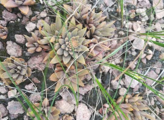  【不死鸟】农村没人要的多肉，长得满屋顶都是，下雨后泛滥了一