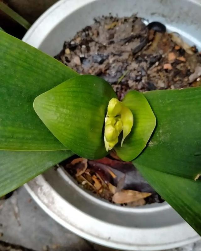  [技巧]养花技巧：这6种花千万别喷水，一喷水就烂叶，3天死翘翘！
