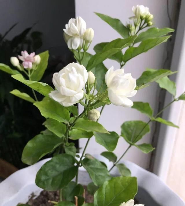 「芦荟凝胶」养花跟着“老中医”学,能观赏、能泡茶,养几盆就是小药箱