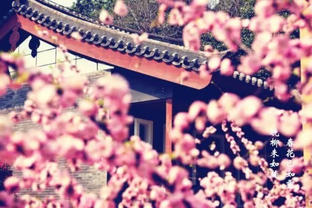  『满屏』花开满屏，龙门石窟春日壁纸送给你