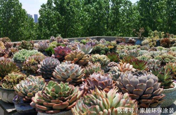 老生常谈|夏天养多肉,进入苦难期,“一遮、两少、三通”,安安全全度夏天