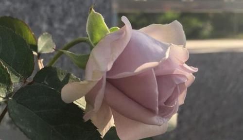  [养盆]爱上养花，不如养盆贵族礼光，花姿丰满，高贵典雅，似贵妃齐舞