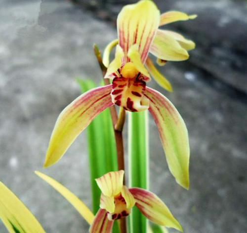  『香味』叶片最美的兰花，金边线艺明显，花色强烈，香味浓郁，易花易草