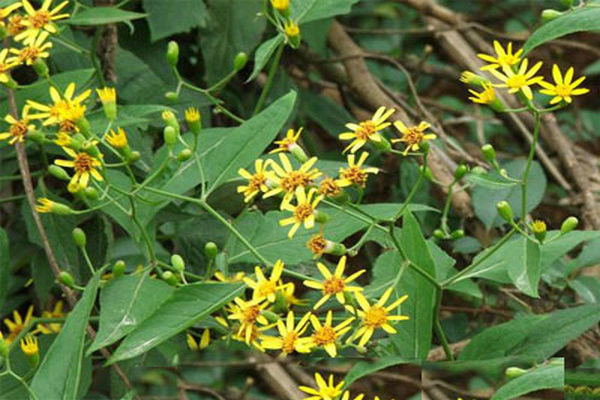 农村路边的木莲草，价钱高的很，我去年卖了2600块，价值珍贵