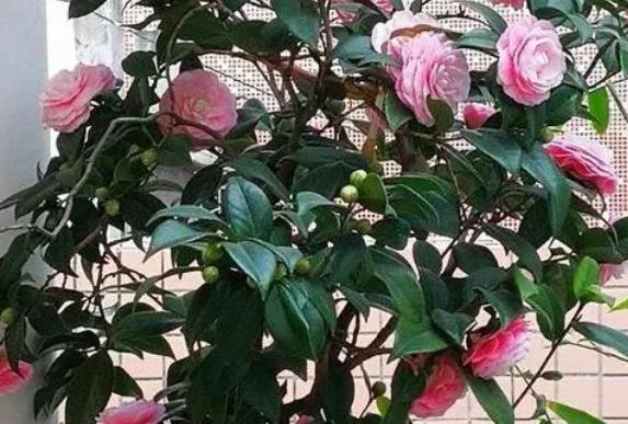 『越养越』这3种花,好看又好养并且越养越值钱!养几年价值翻百倍