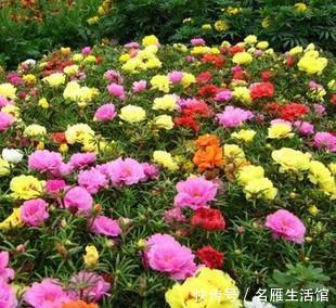 #漂亮#4种花,夏天也能养,耐晒又耐旱,越晒开花越漂亮