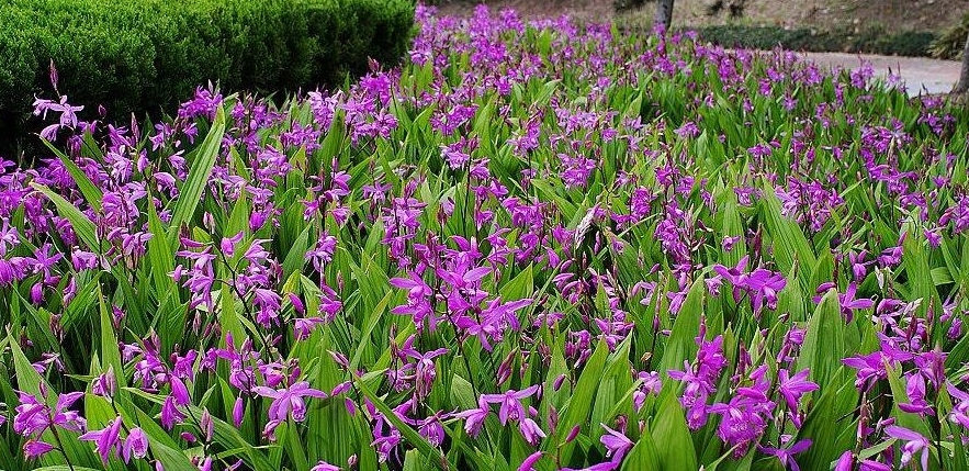 村民们不识货当杂草，其实是名贵药材，如今一斤520元