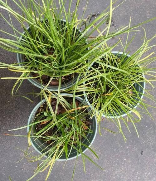  「花友」风雨兰开花少？丢在外面“多淋雨”，花箭窜满天，1球开出6朵花