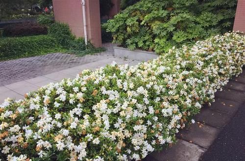  [花香]1种花能养50年，叶子油亮，开花勤，花香扑鼻！