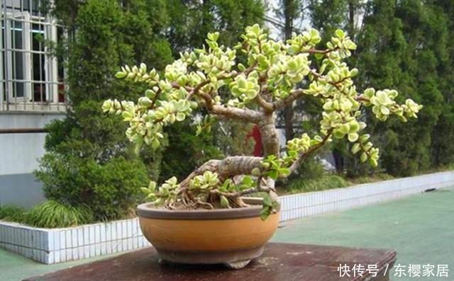变身|简单几步,让普通的金枝玉叶盆栽,变身超美老桩盆景!