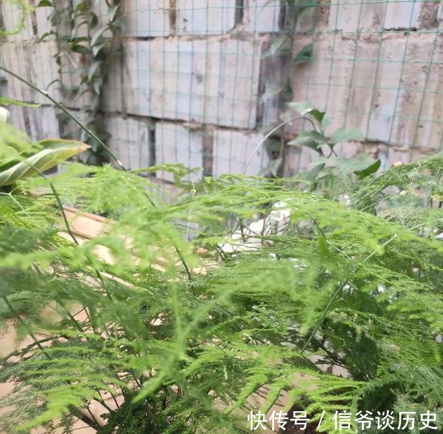  肥料：养护文竹小诀窍，做几件“小事”，养出“小森林”