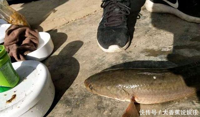  [鉴定]水库中钓了条鱼，看起来很像“过山鲫”，有钓鱼人认识吗，求鉴定