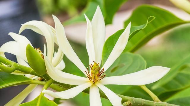 『露养』不适合室内养的5种花草,入手要谨慎,没有露养条件白花钱