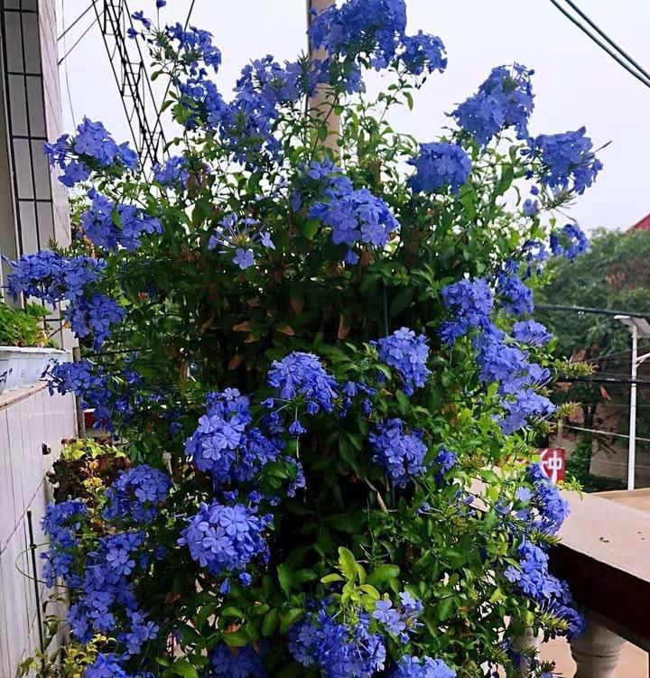  『值得』此植物漂亮又好养，四季开花，观赏价值高，还可做盆景，值得入手