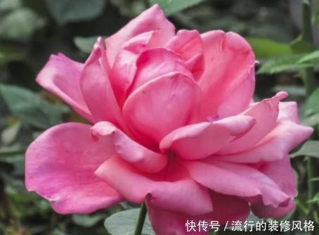 『粉嫩』新手养花,不如养盆花中精品“协和玫瑰”,花开粉嫩,妩媚高雅