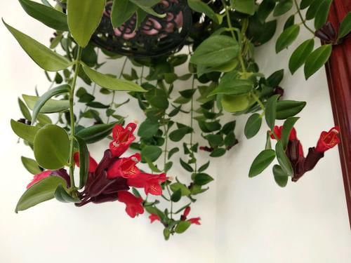  【层层】此种藤本植物，好养易打理，花期超长，层层交叠，美如花海