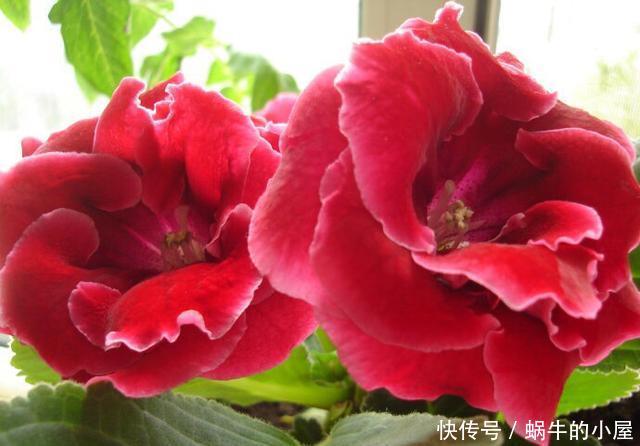 『妖娆』喜欢在家中养护花卉,就养花期长,花朵大,花色艳丽的花卉,妖娆