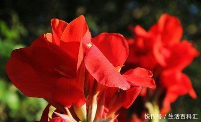  适合：有3种花卉，花色绚丽，花期长，优美妖娆，适合在室内养护和观赏