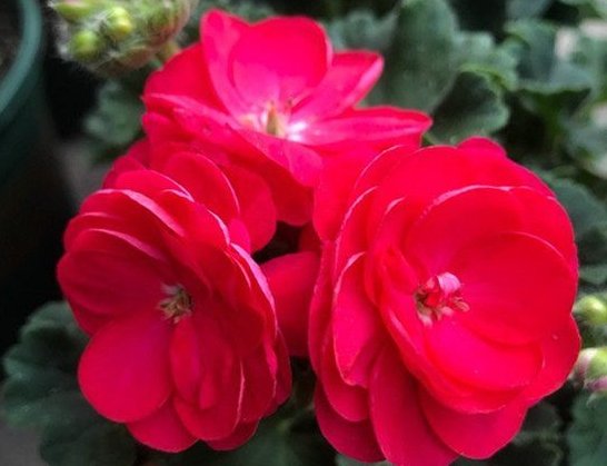  『朵花』这朵花四季常开，一开花就不停歇，一盆千百朵，花色美丽不费心