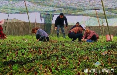  【人称】人称“陆地鱼”，20斤晒干仅剩2斤，一斤900元，野生的