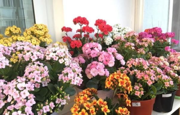  开爆：想要长寿花开爆盆，现在开始“使用”2种肥，家家都有，10月开花