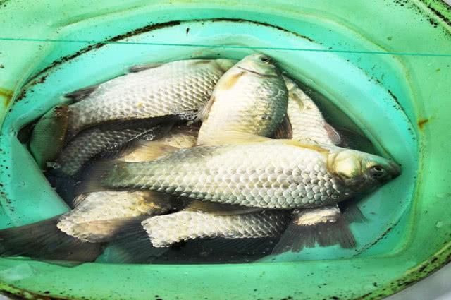  [钓友]钓不好鲫鱼，饵料问题？错！跟这几点有很大关系