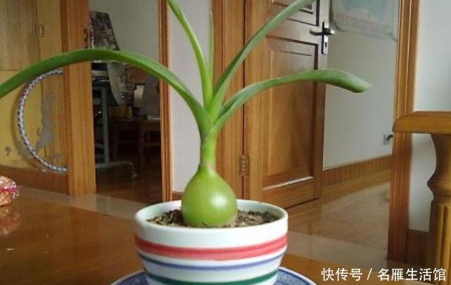 万年青@养殖虎眼万年青该怎么浇水？弄清前提、时机，植株越长越旺