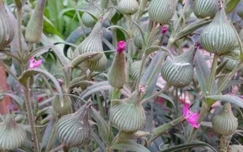  「药草」生长在麦田里的野草，是一种好的药草，遇见可以采摘回家！