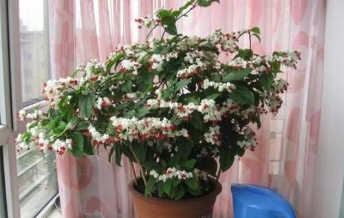  【观叶】还在家盆栽绿植观赏？不如养盆龙吐珠，四季可居家赏花观叶