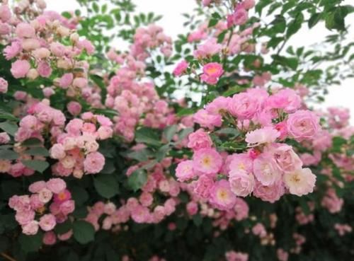  [铜钱草]夏天就养4种花，好养易活，个个美的出奇，花美心情好