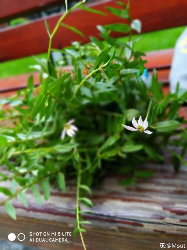  「春天」40种小野花，春天开得正美，挖几棵回家，不用买花了！