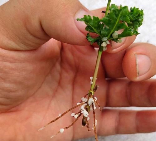  『扦插』红枫扦插生根很难？给红枫枝条安个家，30天生根，一次扦插几十盆