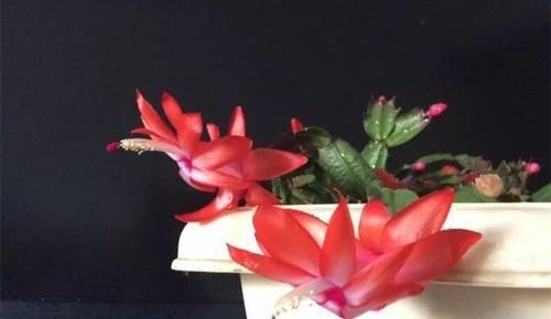  「兰属的植物」8种花其实都是多肉，旱着养才能长爆盆！
