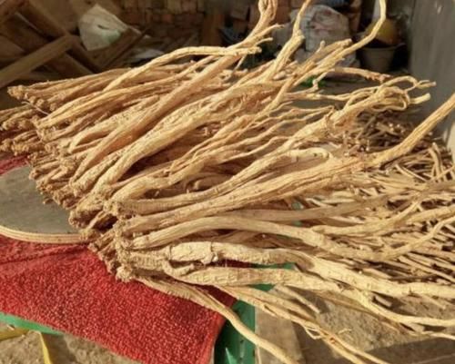 「西北」在西北,1种植物“耐旱”,若是碰到别去挖,请爱护它,珍贵