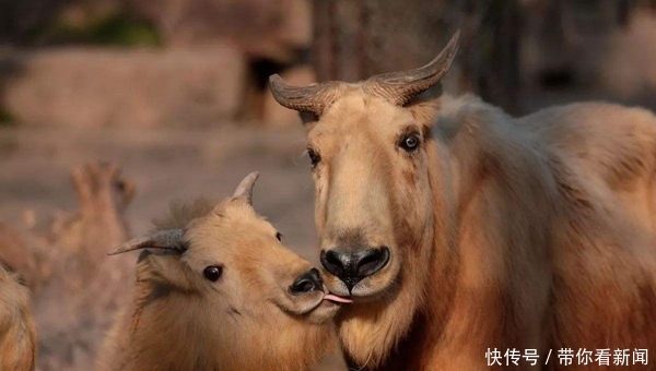 其他动物的活动