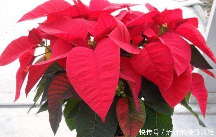 【迷人】养花就养这几款,全年开花不停,花色鲜艳夺目,花朵美艳迷人