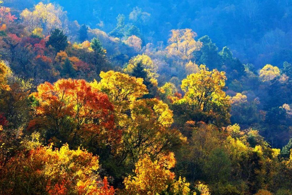 彩林之秋毕棚沟 | 赏秋要趁早!9月份就可以来这里赏红叶彩林了