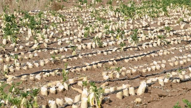  「萝卜」农产品卖不上价，200亩萝卜都喂了牛羊，农民为何不加工