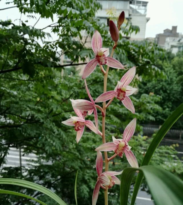  名品■此名品兰花香气四溢，花色艳丽，多季开花好养活，值得你拥有！