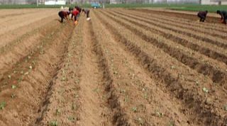  【承包】为什么现在一些老板喜欢到农村租地，而且要30年以上的